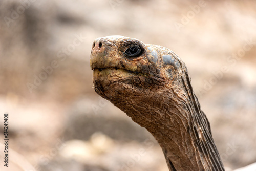 large giant tortoises, with their enormous size native and unique to the galapagos islands in freedom among the rocks and wild vegetation