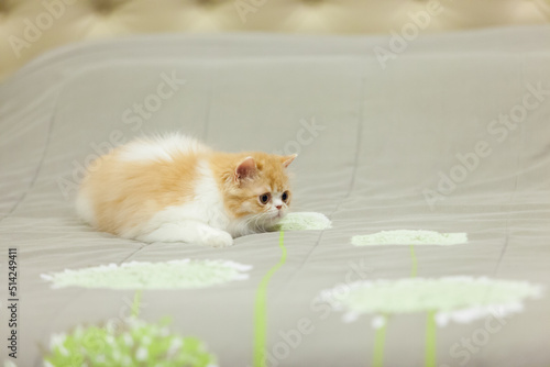 persian kitten  funny pets