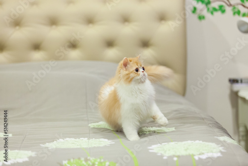 persian kitten  funny pets
