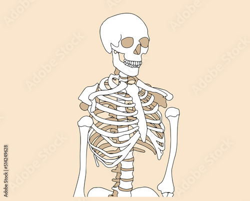 Human skeleton posing isolated over background vector illustration © Angelov