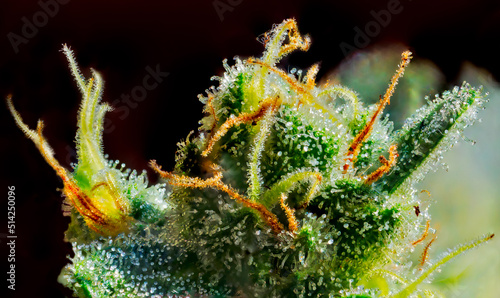 Cannabis - Royal Gorilla Strain - Extreme Macro