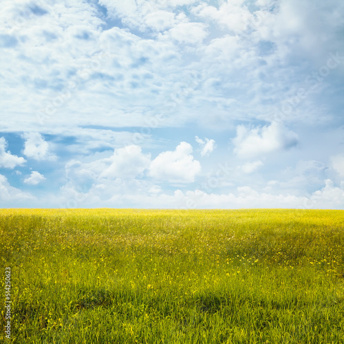 beautiful summer fields