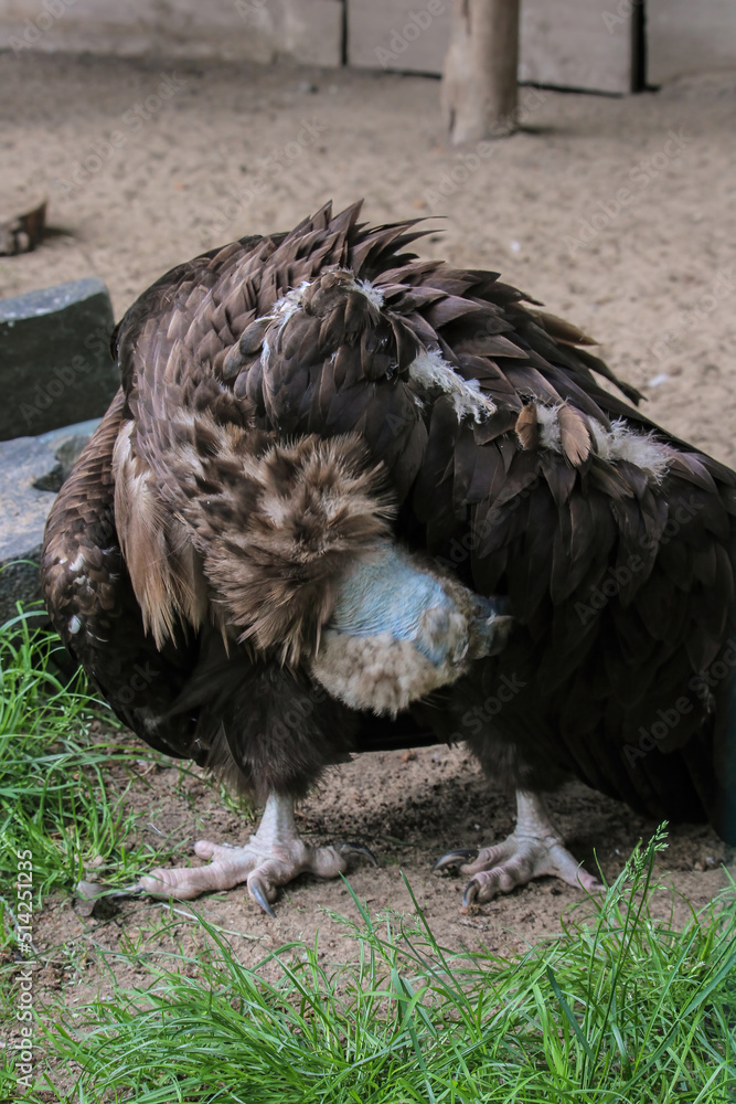 Cinereous Vulture, Aegypius monachus. Close up foto of Cinereous Vulture. Foto taken in wild habitat.