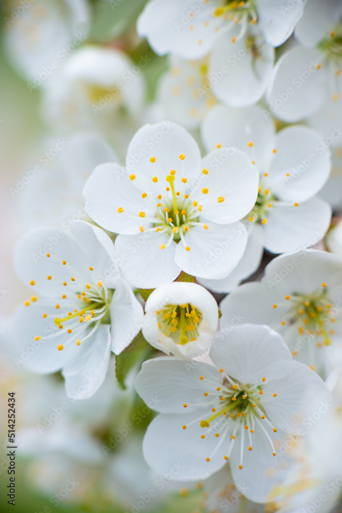 White cherry flowers on a branch on a sunny day on a light background. Spring snow-white bloom in a garden or park White cherry flowers on a branch on a sunny day on a light background. Spring snow-white bloom in a garden or park
