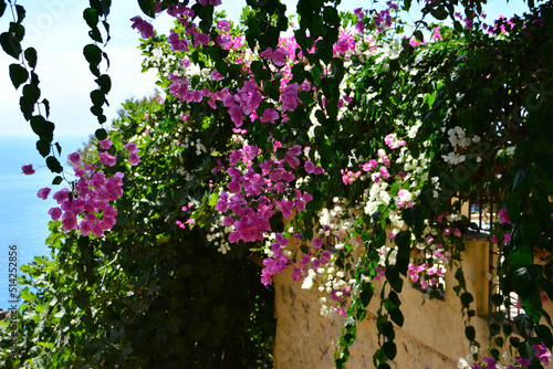 bushes with pink and white flowers on the wall of the house