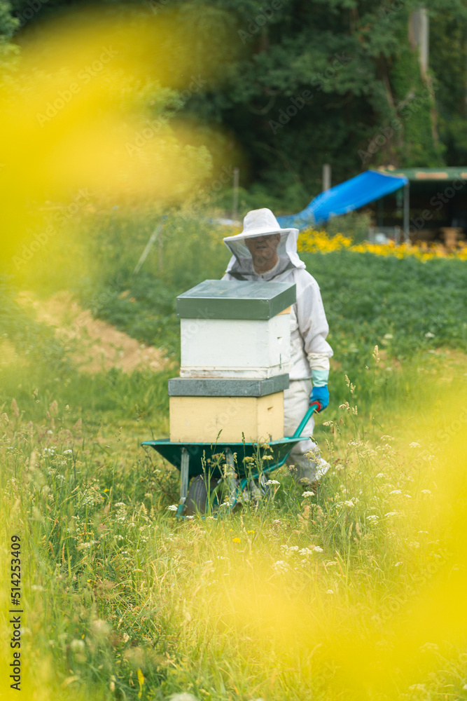 beekeeper loading material into a wheelbarrow. vertical. beekeeper loading material into a wheelbarrow. vertical.