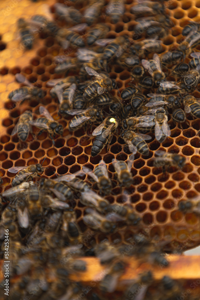 texture of bees in a beehive. texture of bees in a beehive.