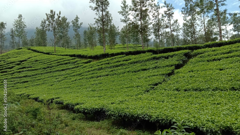 View of the tea garden with the dominant green color