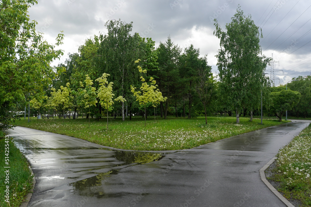Fork in the wet road in a public park in the rainy summer day Stock Photo Adobe Stock