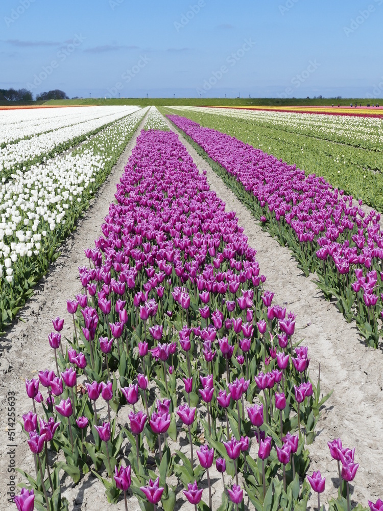 A riot of colors: Tulip fields in spring in North Holland, Holland, Netherlands