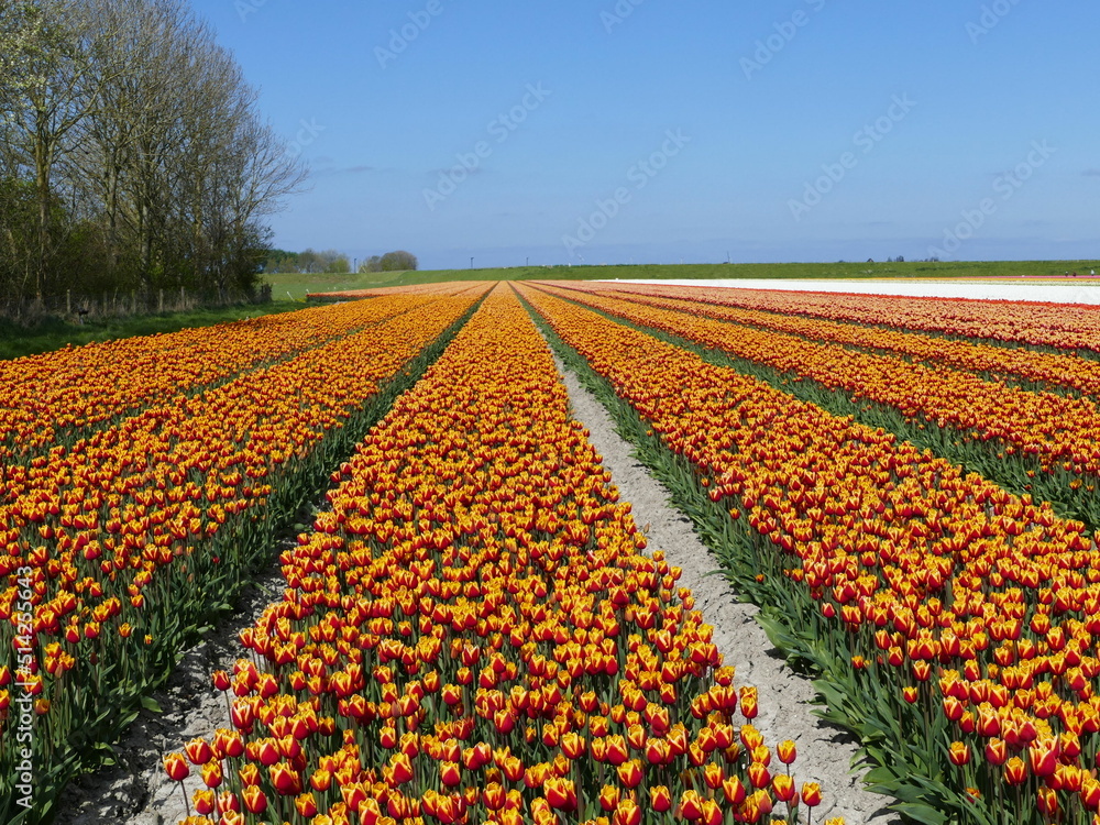 A whole world of bright colors: Tulip fields in spring in North Holland, Holland, Netherlands