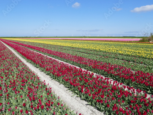 A whole world of bright colors  Tulip fields in spring in North Holland  Holland  Netherlands