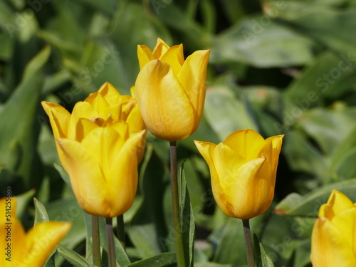 Closeup of beautiful yellow tulips