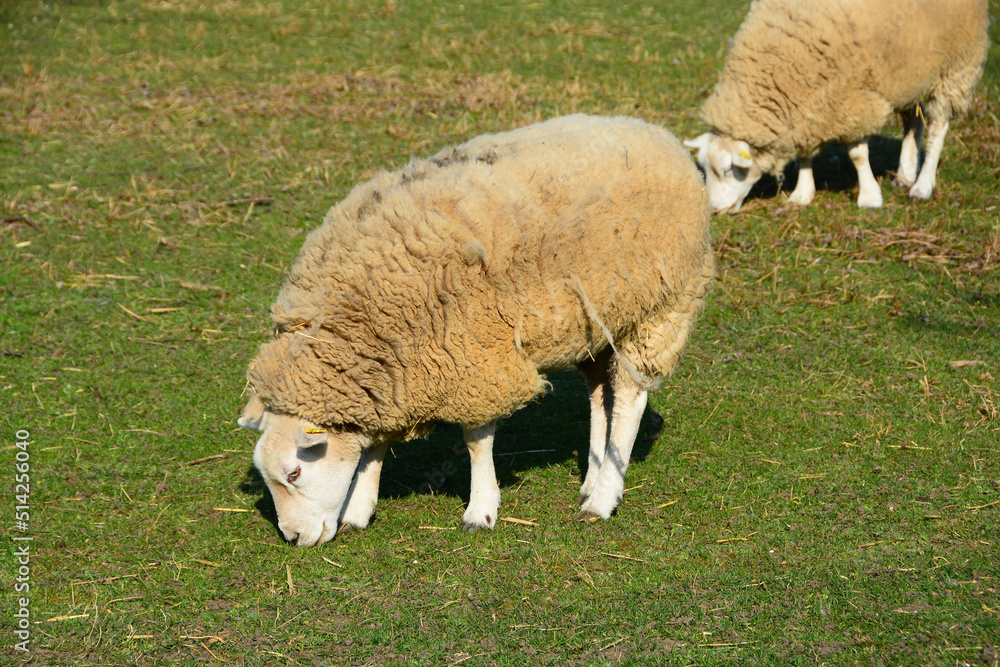 Obraz premium Mouton