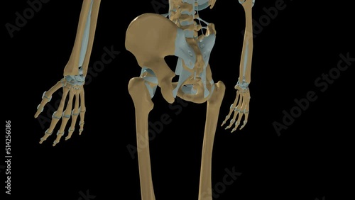 Human skeleton Wrist and Hip joint ligaments anatomy 3D Animation photo