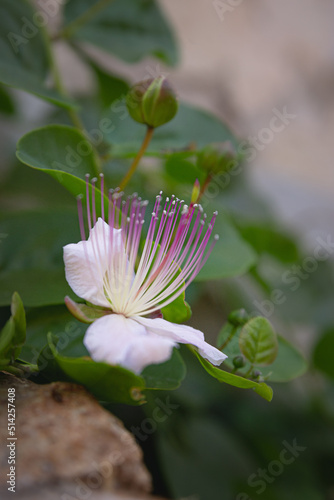 Kapern Blüte, caper bush flower