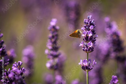 Small skipper butterfly forages on lavender