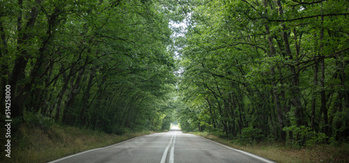 Fototapeta Naklejka Na Ścianę i Meble -  Empty road, straight asphalt under the trees. Long way, endless travel and adventure.