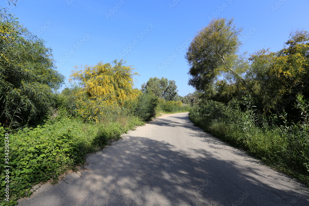 Mimosa blooms along a road in northern Israel