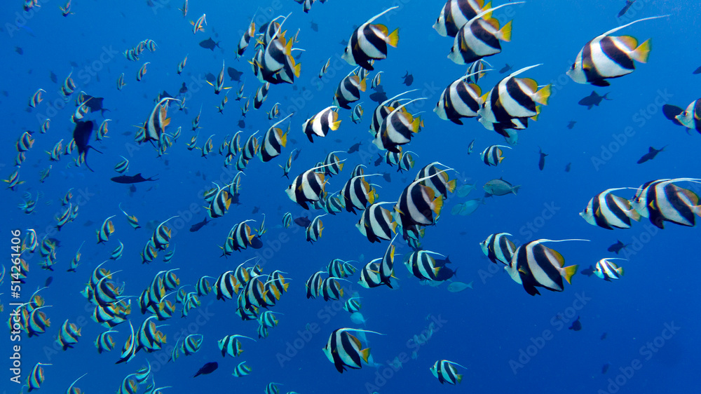 A large group of coral fish. Sea world in the Maldives
