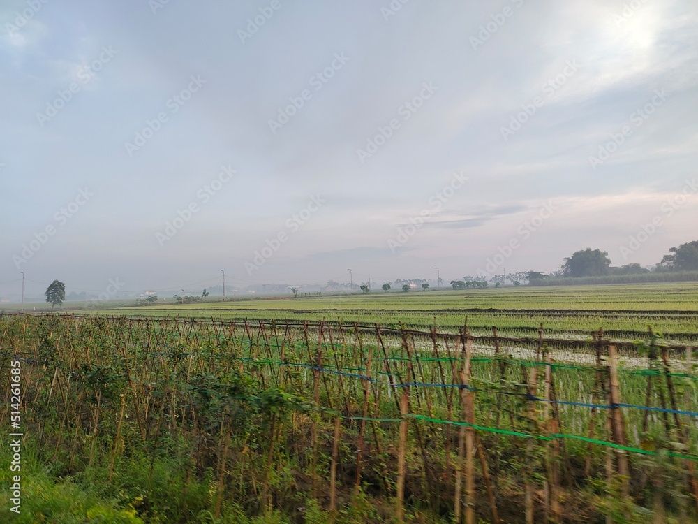 Fototapeta premium vineyard in autumn