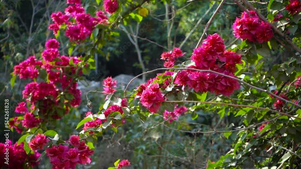 A closeup shot of Pink Bougainvillea plant vine, flowers and leaves. dehradun Uttarakhand India. A closeup shot of Pink Bougainvillea plant vine, flowers and leaves. dehradun Uttarakhand India.