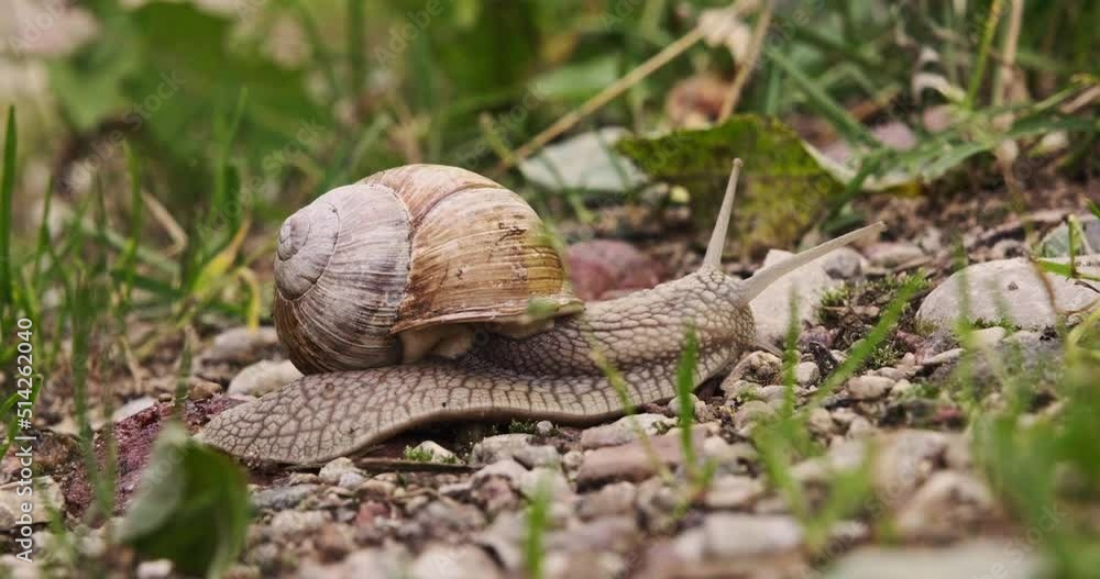 large grape snail crawls slowly along a gravel road large grape snail crawls slowly along a gravel road