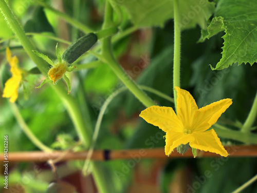yellow blossom of cucumber with small young cucumber on trellis in the garden  close up of home growing vegetables