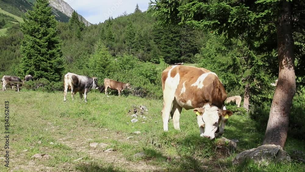 Video von einer Herde Jungvieh mit Kuhglocken im Gebirge Video von einer Herde Jungvieh mit Kuhglocken im Gebirge