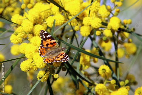 A colorful butterfly sits on a yellow flower © shimon