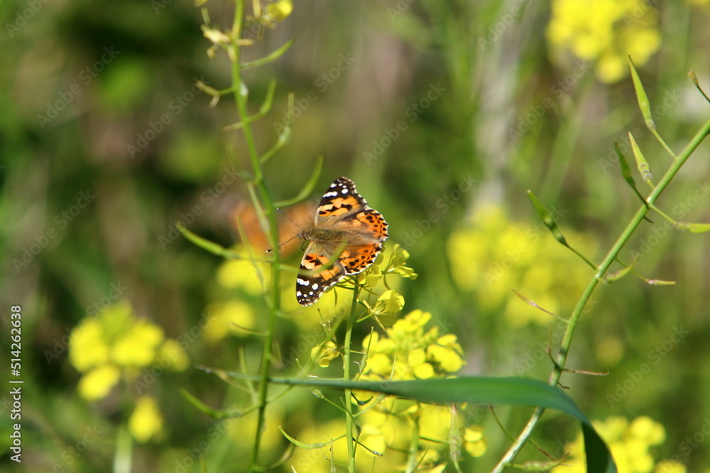 A colorful butterfly sits on a yellow flower A colorful butterfly sits on a yellow flower