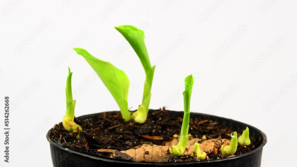 turmeric, young shoots in a pot on a turn table turmeric, young shoots in a pot on a turn table
