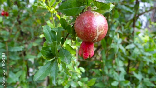 A closeup shot of organically grown red Pomegranate hanging in an indian garden. photo