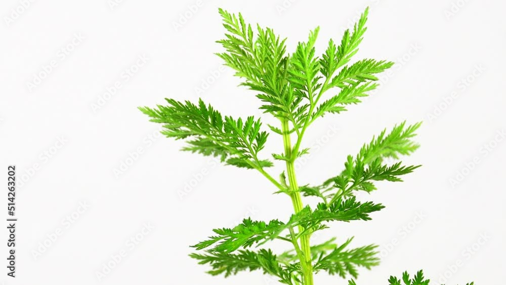 sweet annie, chinese medicinal herb, fresh herb on a turn table sweet annie, chinese medicinal herb, fresh herb on a turn table