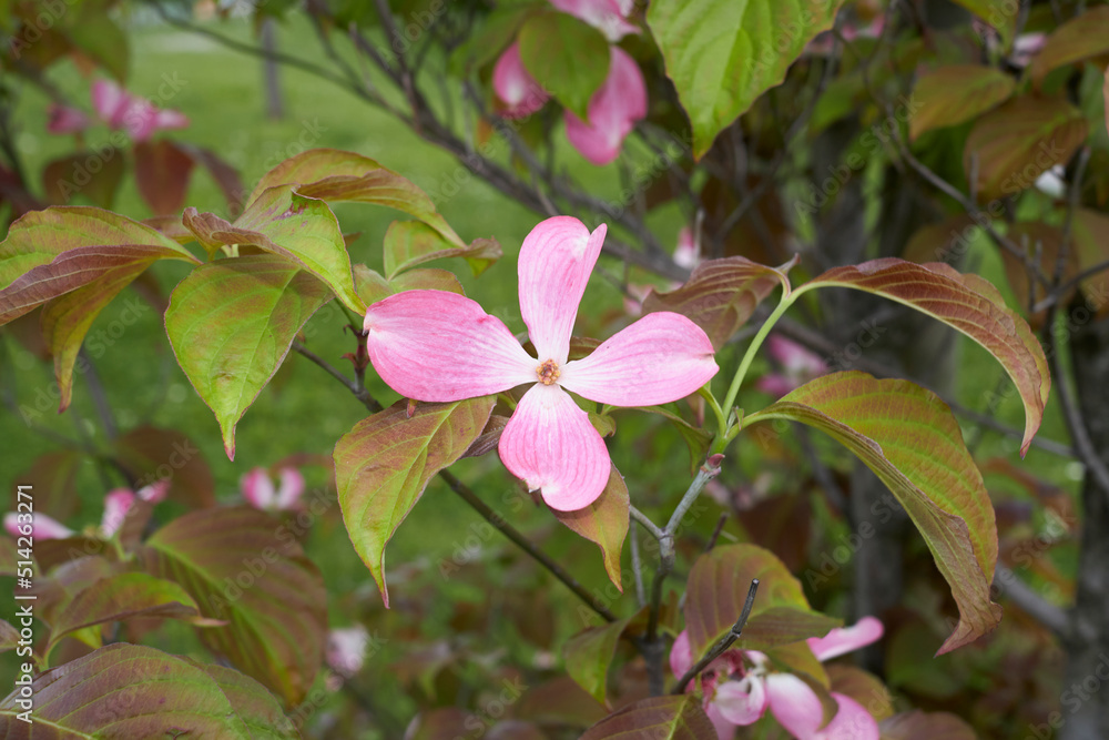 Cornus florida Cornus florida