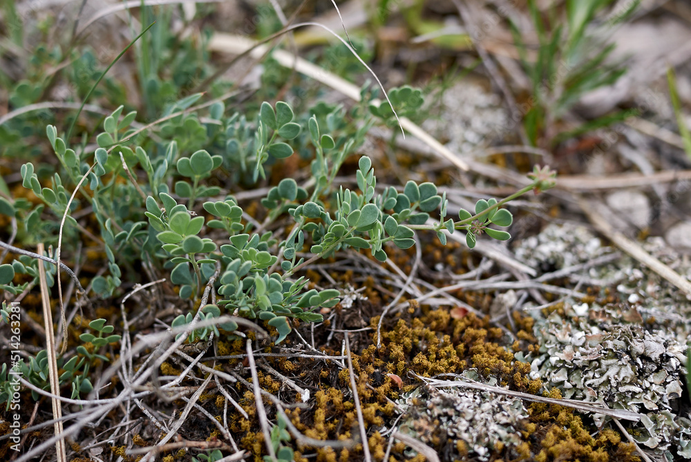 Coronilla vaginalis