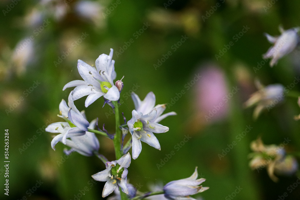 Flower Flower