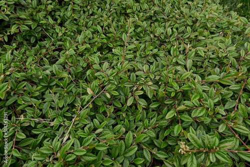 Wallpaper Mural Cotoneaster salicifolius shrub Torontodigital.ca