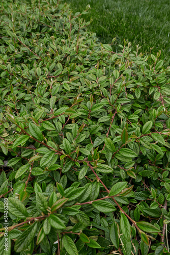 Cotoneaster salicifolius shrub