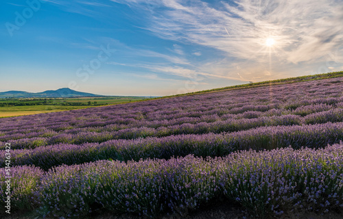 Lavender  farm  lavender farm  sun  summer  landscape  flowers