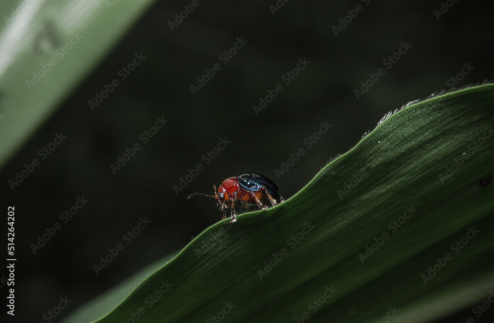 Fototapeta premium a beetle on a leaf on a dark background