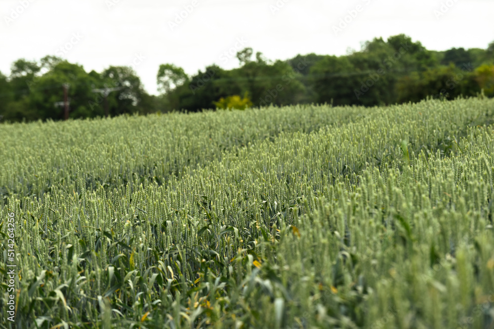 Agricultural farm field with crops growing Agricultural farm field with crops growing