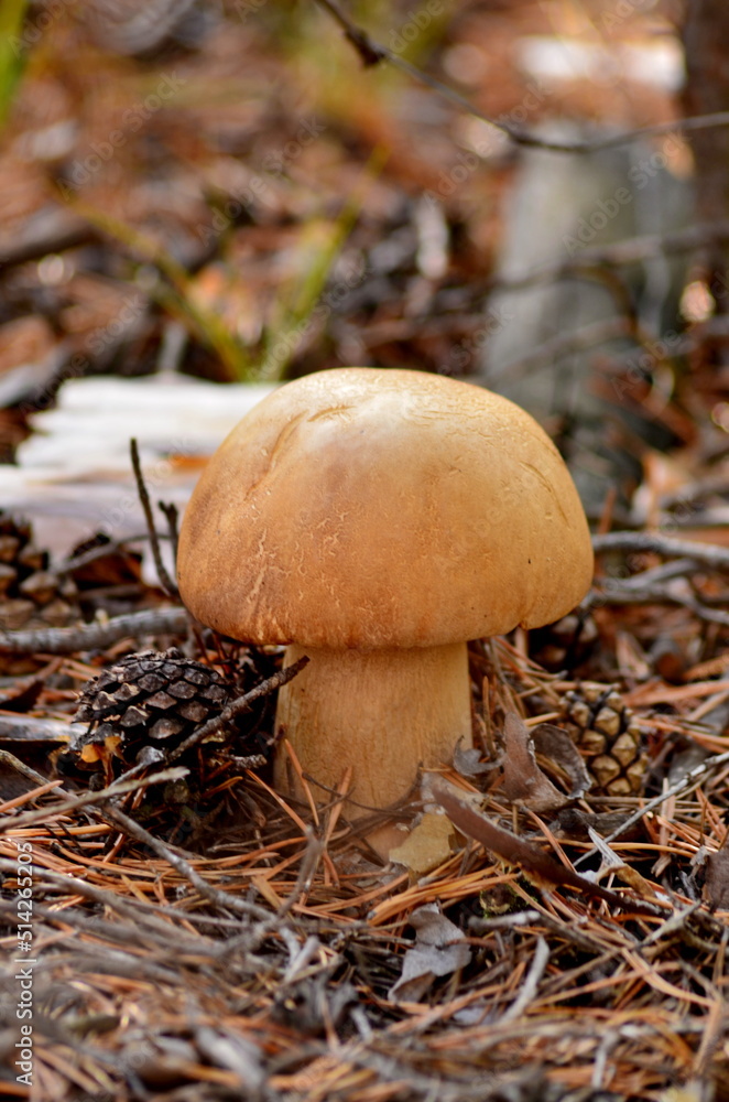 mushroom in the forest mushroom in the forest