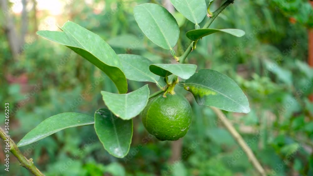 Djeruk limau commonly know as lime or lemon hanging on a tree in an Indian garden. Djeruk limau commonly know as lime or lemon hanging on a tree in an Indian garden.