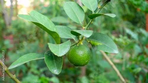 Djeruk limau commonly know as lime or lemon hanging on a tree in an Indian garden. photo