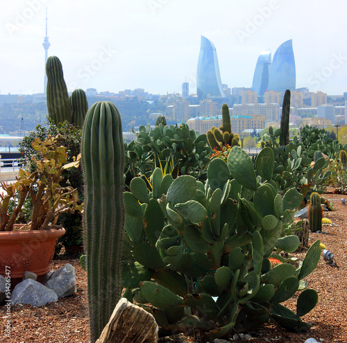 Fotografie, Obraz Cacti on the boulevard in Baku. Azerbaijan.