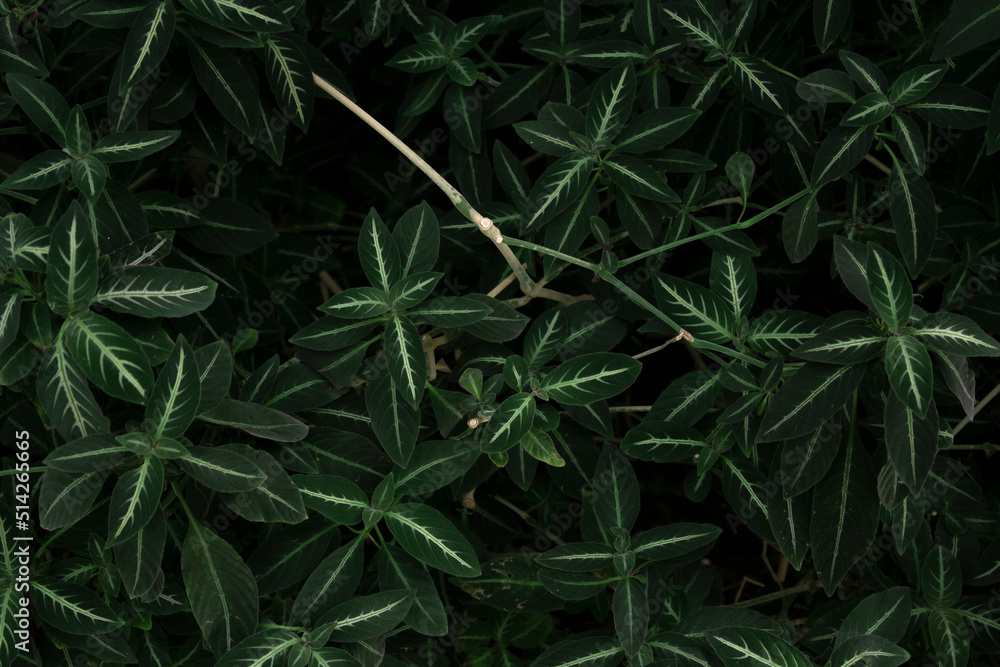 Top view green leaves in the garden. Beauty house plant. Indoor houseplant. Nature abstract background. Top view green leaves in the garden. Beauty house plant. Indoor houseplant. Nature abstract background.