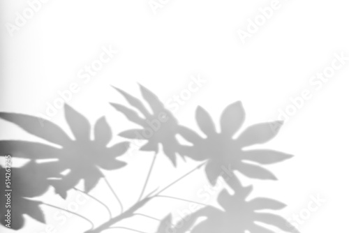 Shadows from plants on a white wall. Pattern from the leaves of flowers, bushes or trees. Beautiful background of plant leaves.