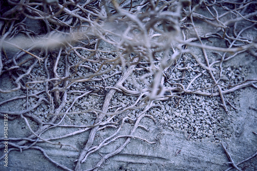 branches of plant on old wall