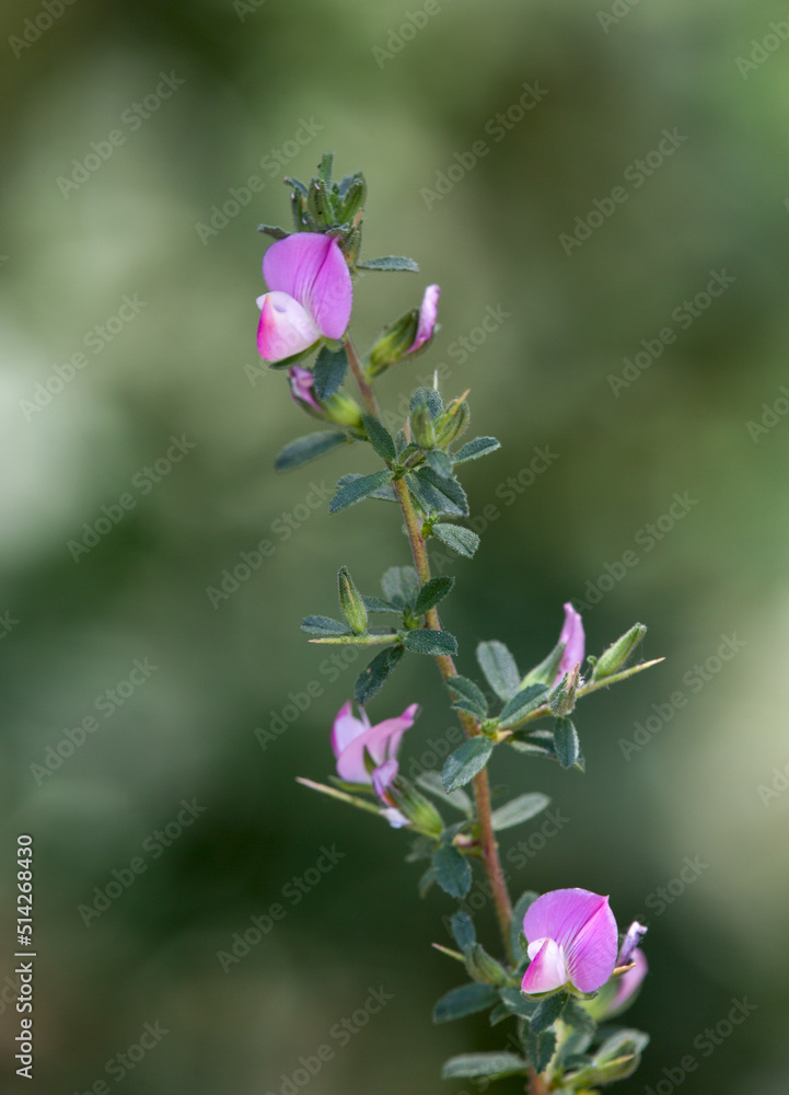 Obraz premium Macrophotographie de fleur sauvage - Bugrane épineuse - Ononis spinosa